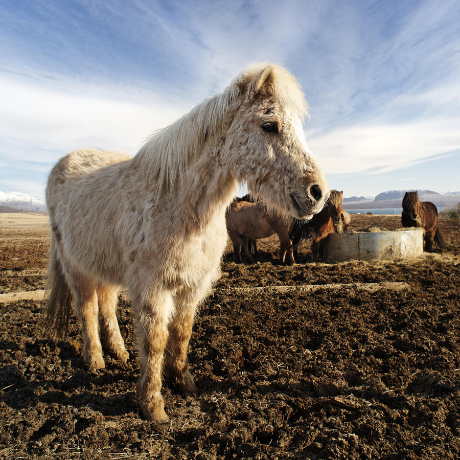 Nature Pastel - Smiling icelandic horse #1 by Francesco Emanuele Carucci