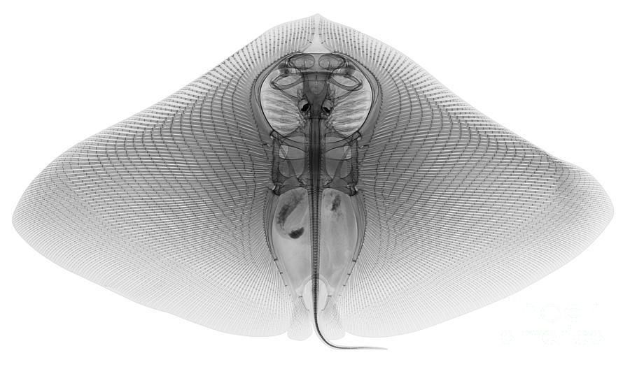 Smooth Butterfly Ray, X-ray #1 Photograph by Ted Kinsman