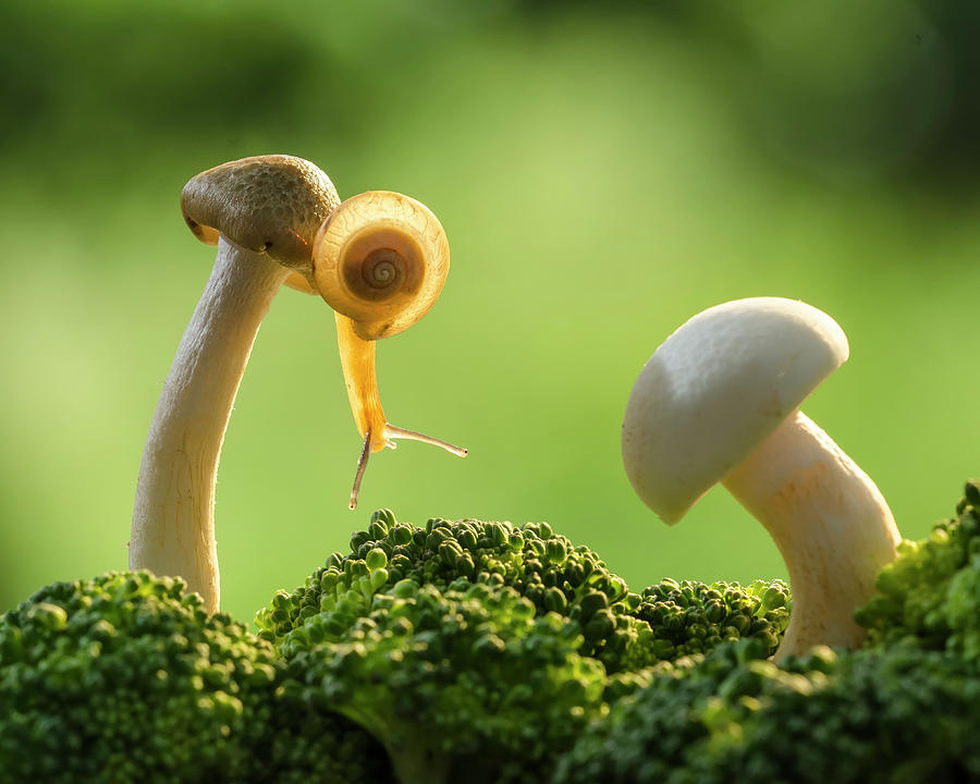 Snail and Mushroom 8x10 Whimsical Nature Photography Print of