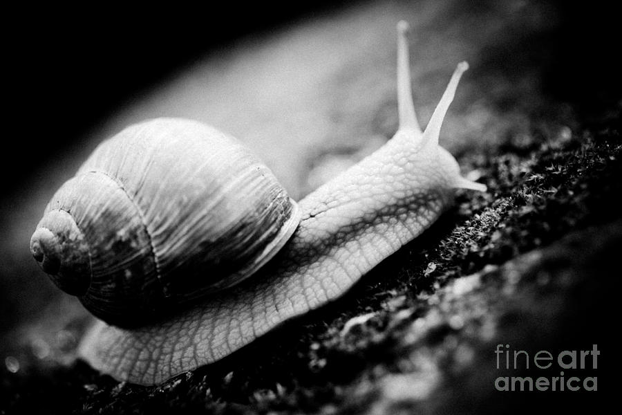 Snail crawling on the stone Artmif #1 Photograph by Raimond Klavins