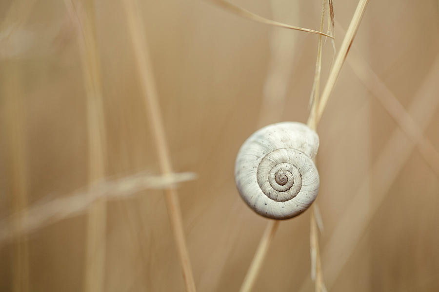 Snail On Autum Grass Blade Photograph