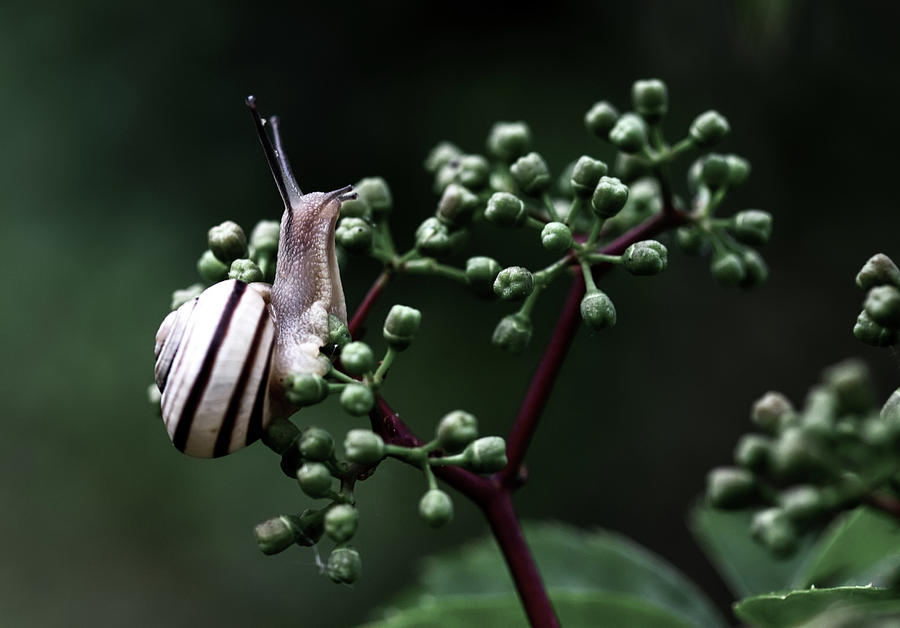Snail On Plant #1 Photograph by Mountain Dreams