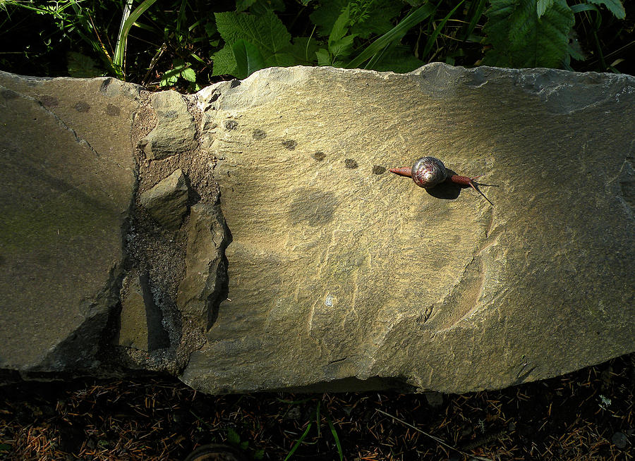 Snail Photograph - Snail Trail #1 by Lindy Pollard