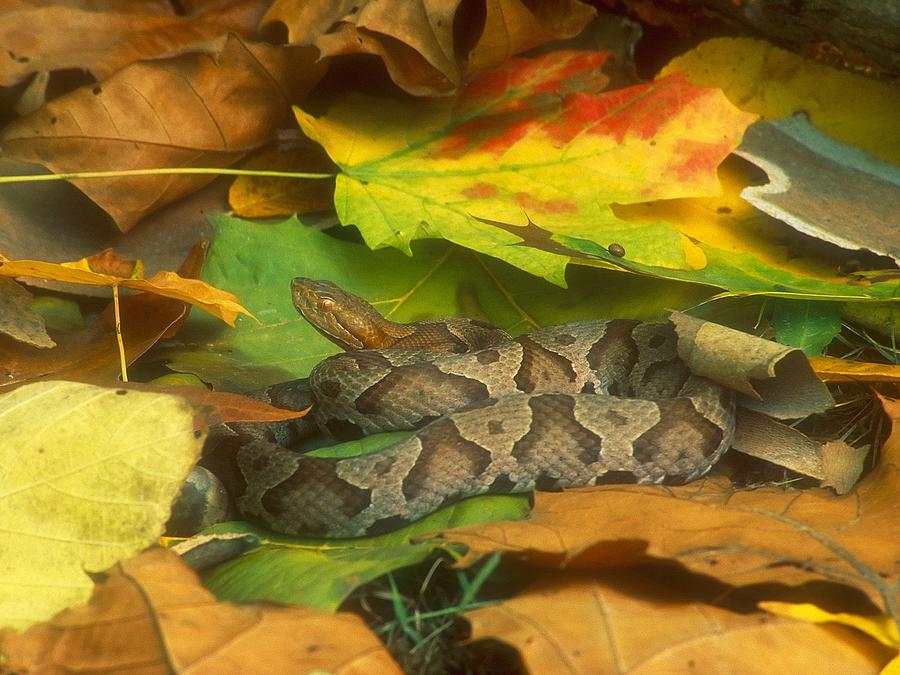 Snake Photograph - Snake #1 by Mariel Mcmeeking
