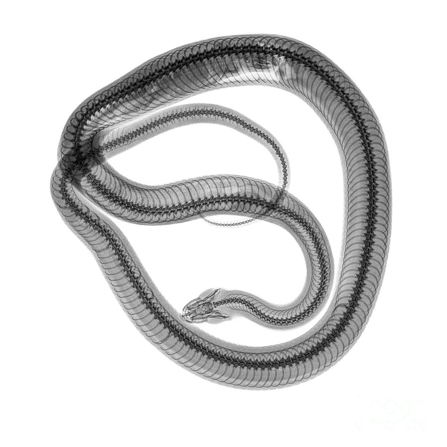 Snake under x-ray #1 Photograph by Guy Viner