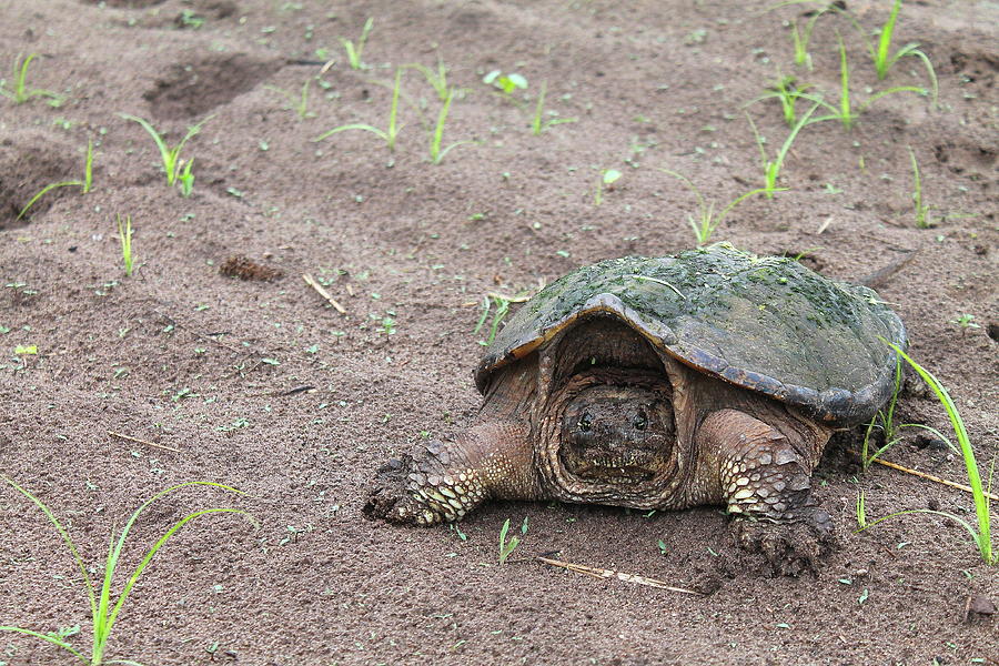 Snapping Turtle Photograph By Bethany Benike - Pixels