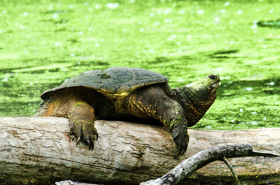 Snapping Turtle #1 Photograph by Ed Peterson