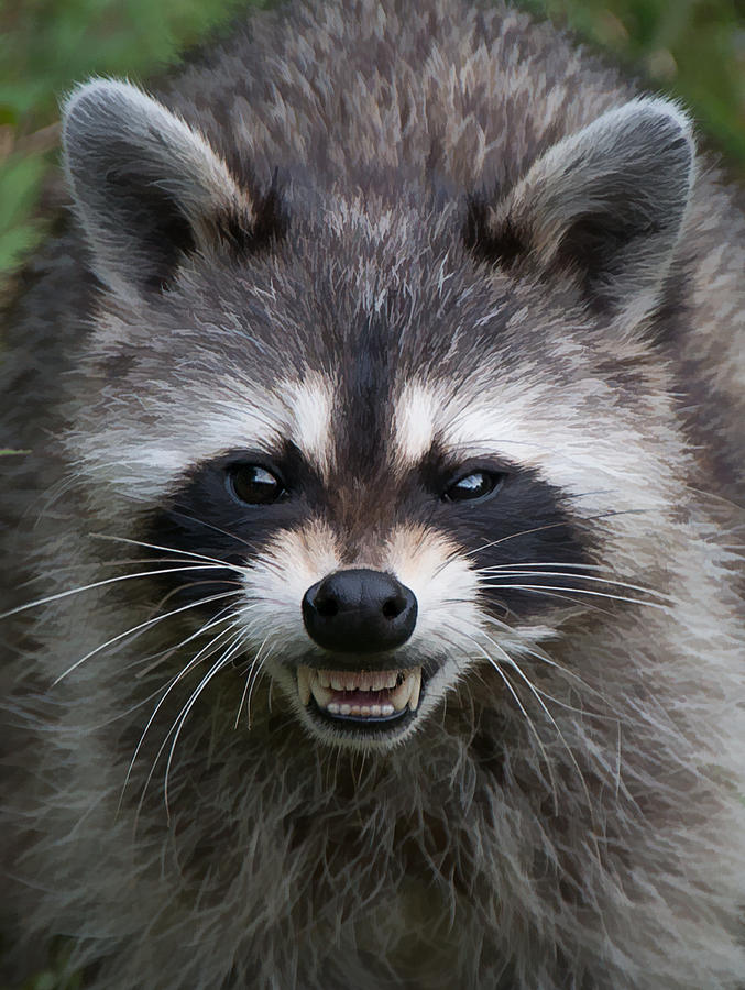 Snarling Raccoon Photograph by Joye Ardyn Durham