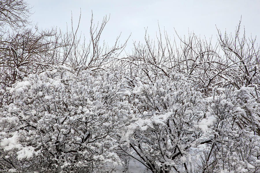 Snow and Bushes #1 Photograph by Robert Ullmann