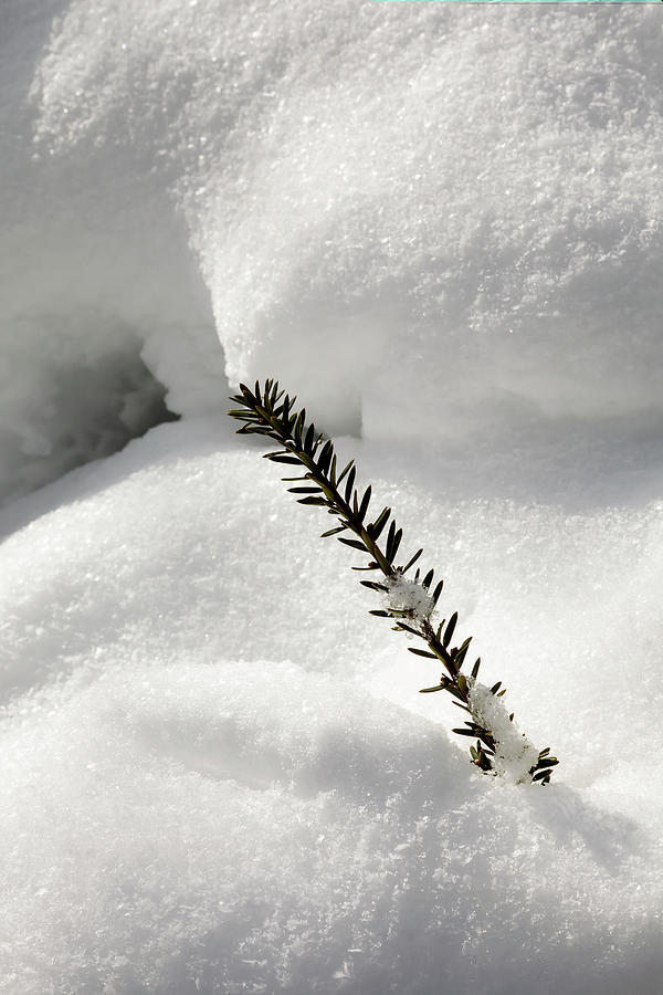 Snow and Pine Branch #1 Photograph by Robert Ullmann