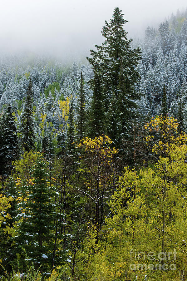 Fall Photograph - Snow - Aspen - Pine - Winter Fog - Wasatch Mountains #2 by Gary Whitton