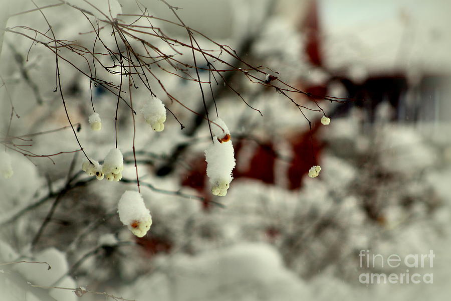 Snow Berries #1 Photograph by Leone Lund