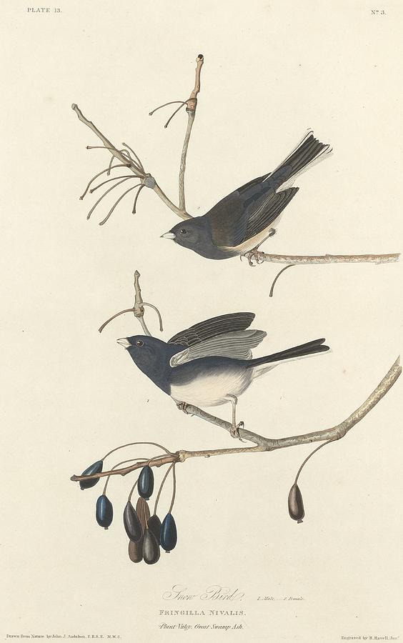 Snow Bird #1 Drawing by Dreyer Wildlife Print Collections 