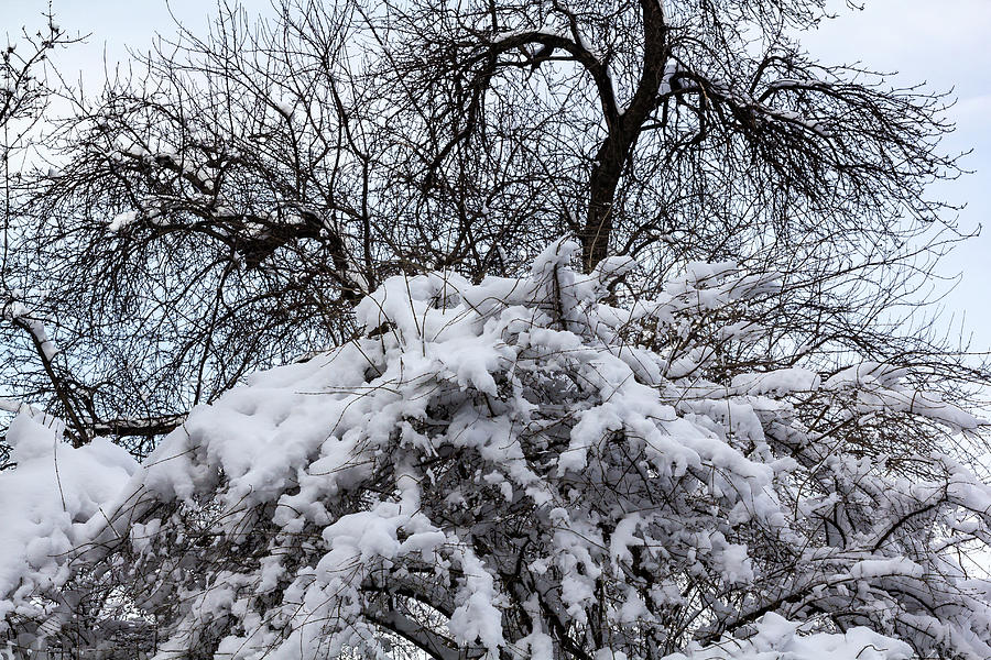 Snow Branches and Trees #1 Photograph by Robert Ullmann