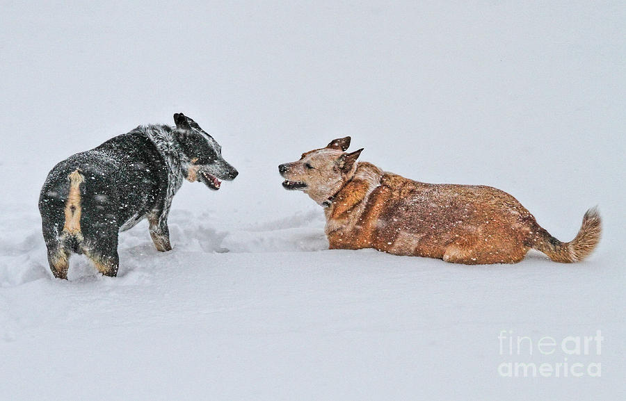Snow Play Photograph by Elizabeth Winter