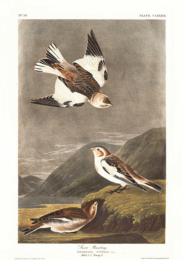 John James Audubon Drawing - Snow Bunting #2 by Dreyer Wildlife Print Collections 