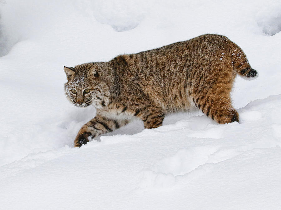 Snow Cat Photograph by Steve McKinzie - Fine Art America