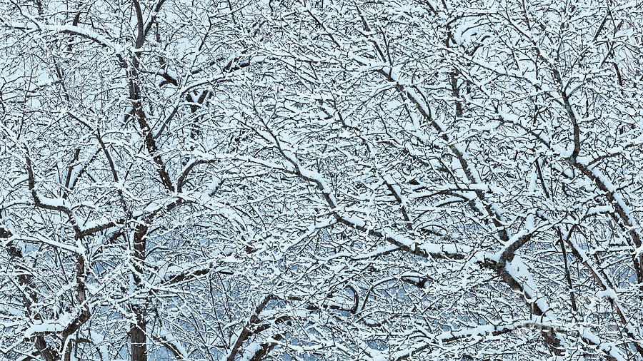 Snow Covered Branches 2 Photograph by Alan L Graham