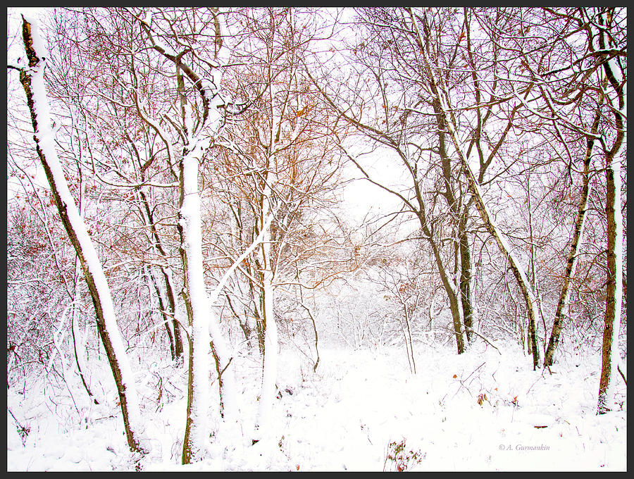 Snow Covered Forest, Pocono Mountains, Pennsylvania #1 Photograph by A Macarthur Gurmankin