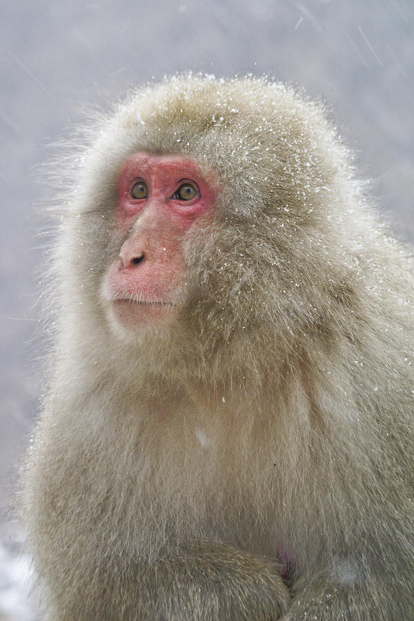 Snow-Dusted Monkey #1 Photograph by Michele Burgess