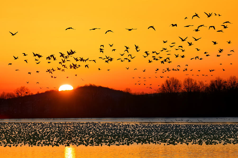 Snow Geese Flying At Sunrise Photograph By Delmas Lehman - Fine Art America