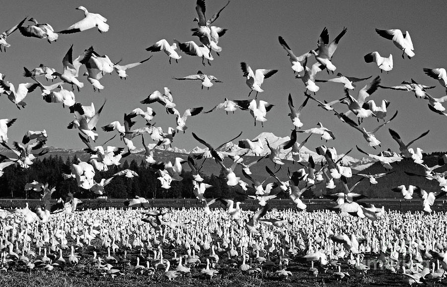Snow Geese In Flight #1 Photograph by Jim Corwin