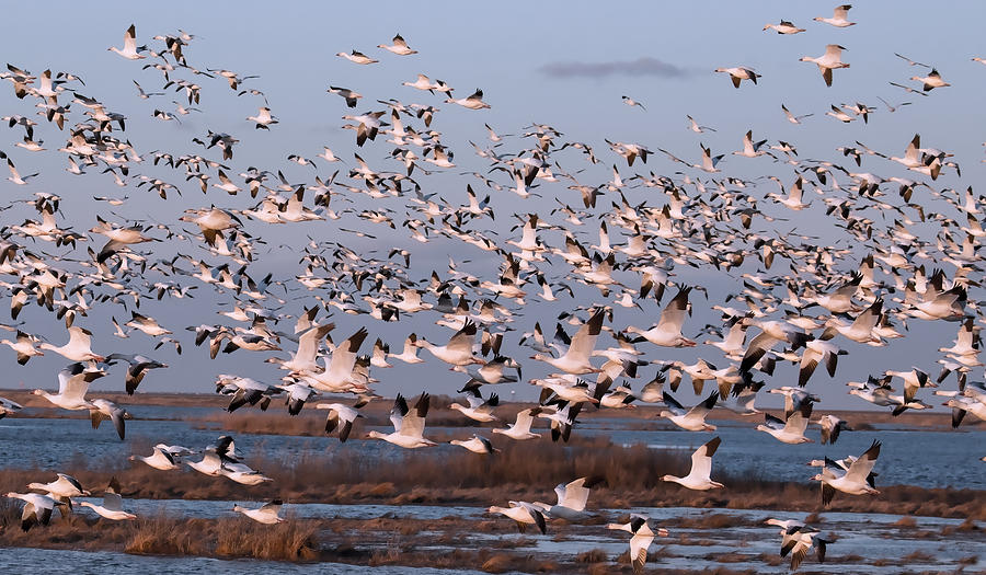 Geese Photograph - Snow Geese in Flight #1 by Raakesh Blokhra