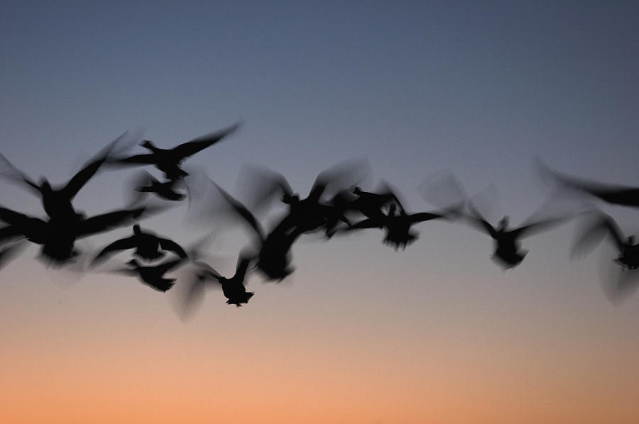 Snow Geese silhouetted #1 Photograph by Harold Stinnette