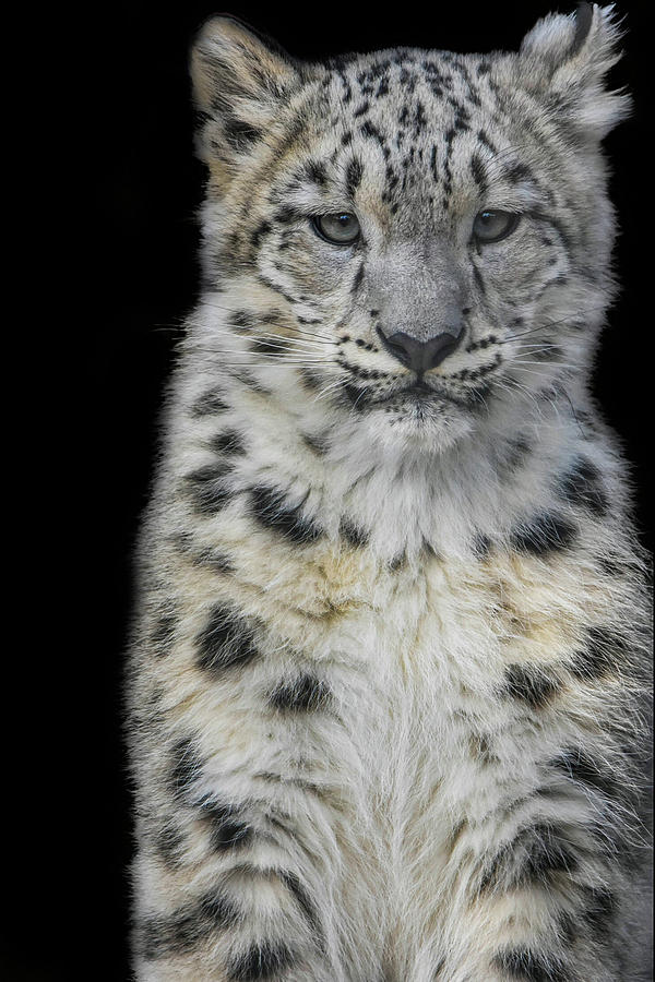 Snow Leopard cub #1 Photograph by Stephanie Swayne - Fine Art America