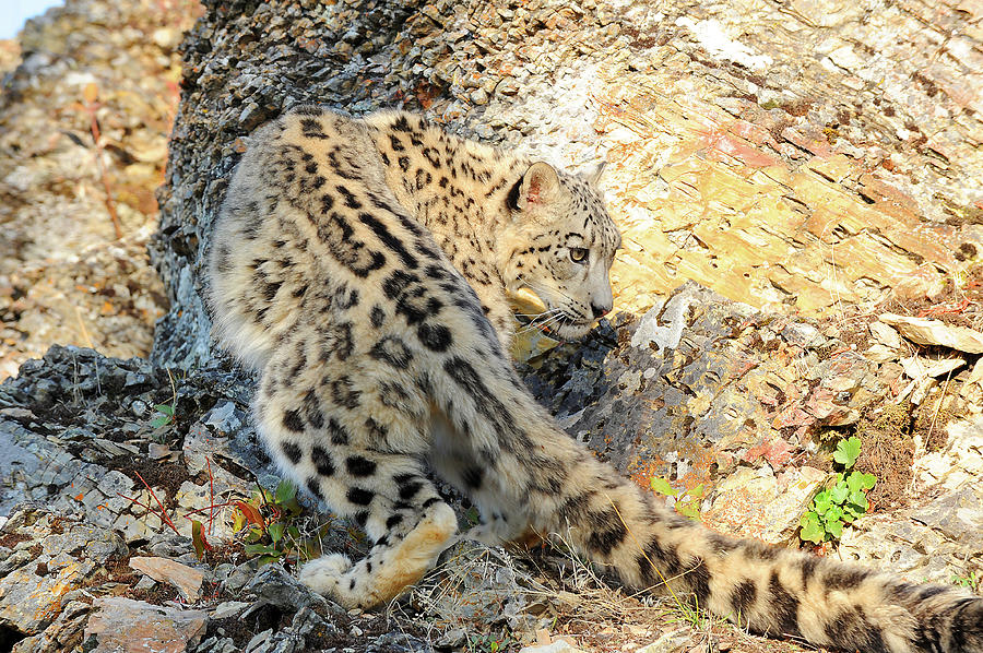 Snow Leopard #1 Photograph by Dennis Hammer