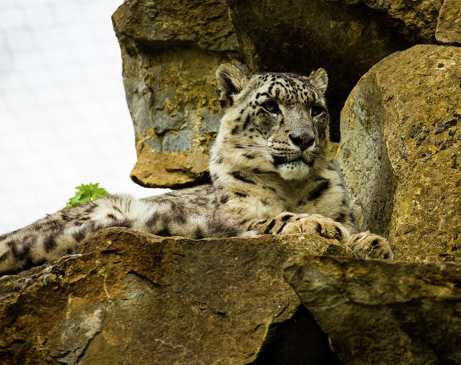 Snow leopard #1 Photograph by Ed James