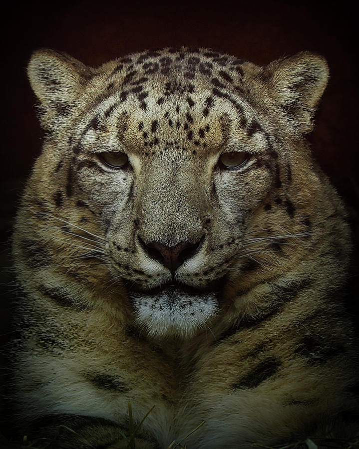 Snow Leopard  #1 Photograph by Ernest Echols