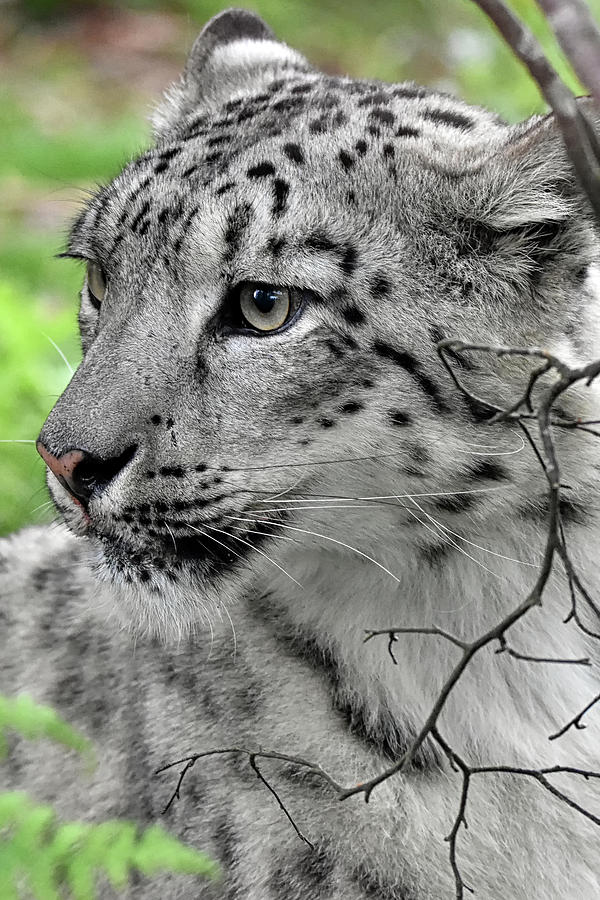 Snow Leopard #1 Photograph by Kuni Photography