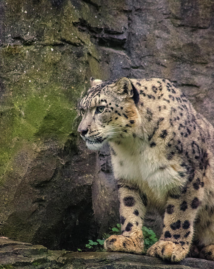 Nature Photograph - Snow Leopard #1 by Martin Newman