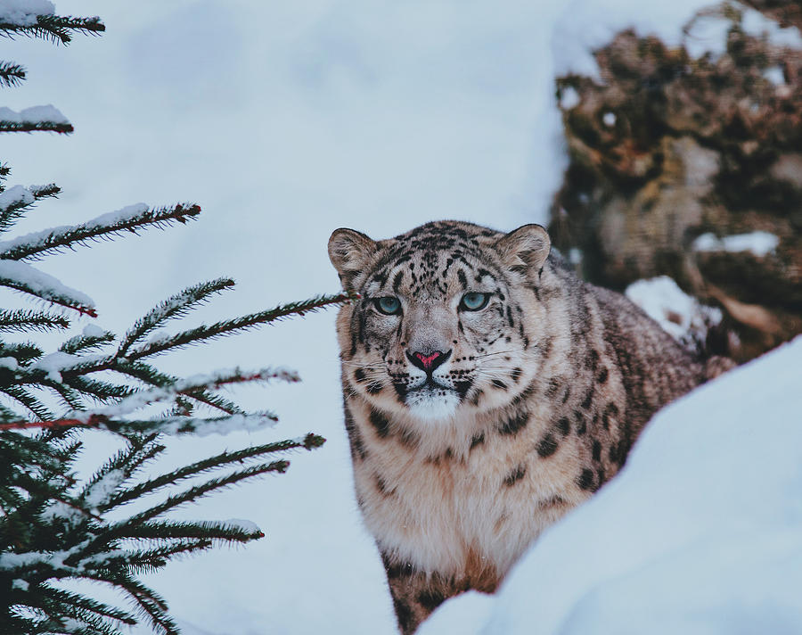 Snow Leopard #1 Photograph by Mountain Dreams