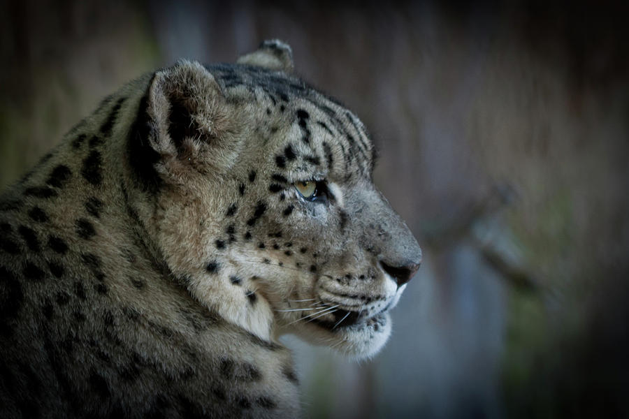 Snow Leopard #1 Photograph by Roger Mullenhour