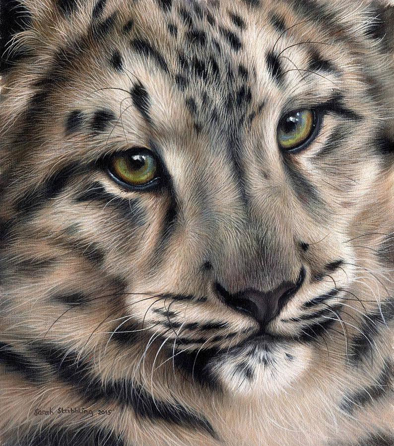 Snow Leopard Painting by Sarah Stribbling