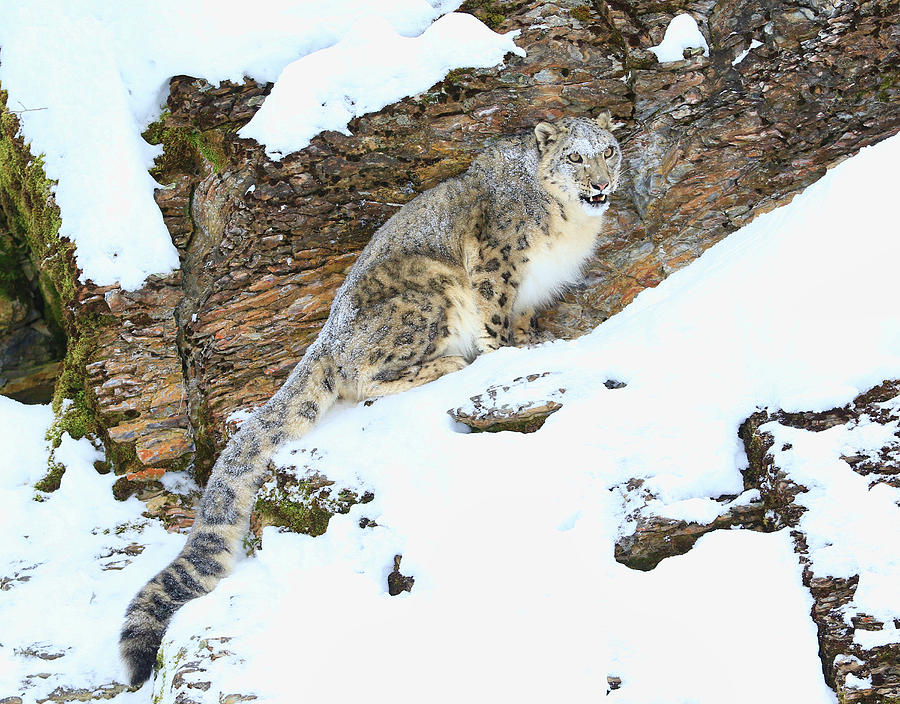 Snow Leopard #1 Photograph by Steve McKinzie