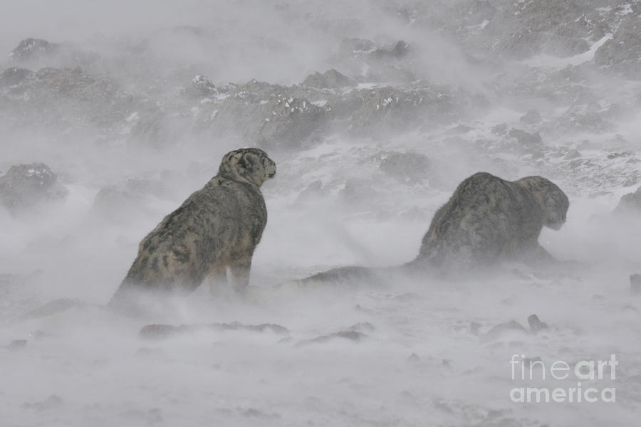 Animal Photograph - Snow Leopards #1 by Jean-Louis Klein & Marie-Luce Hubert