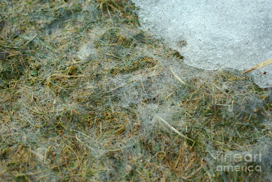 Snow Mold On Grass Photograph By Scimat Pixels