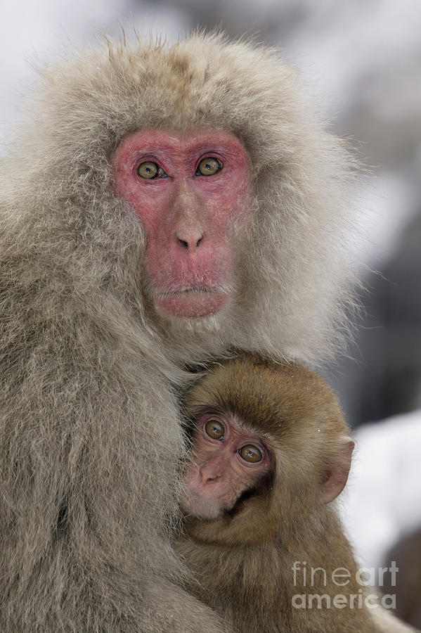 Snow Monkey And Young #1 Photograph by Jean-Louis Klein & Marie-Luce Hubert