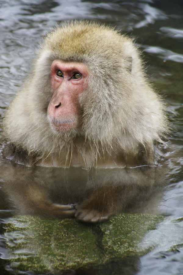 Snow Monkey Bath #1 Photograph by Michele Burgess