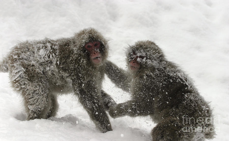 Snow Monkeys Fighting #1 Photograph by Jean-Louis Klein & Marie-Luce Hubert
