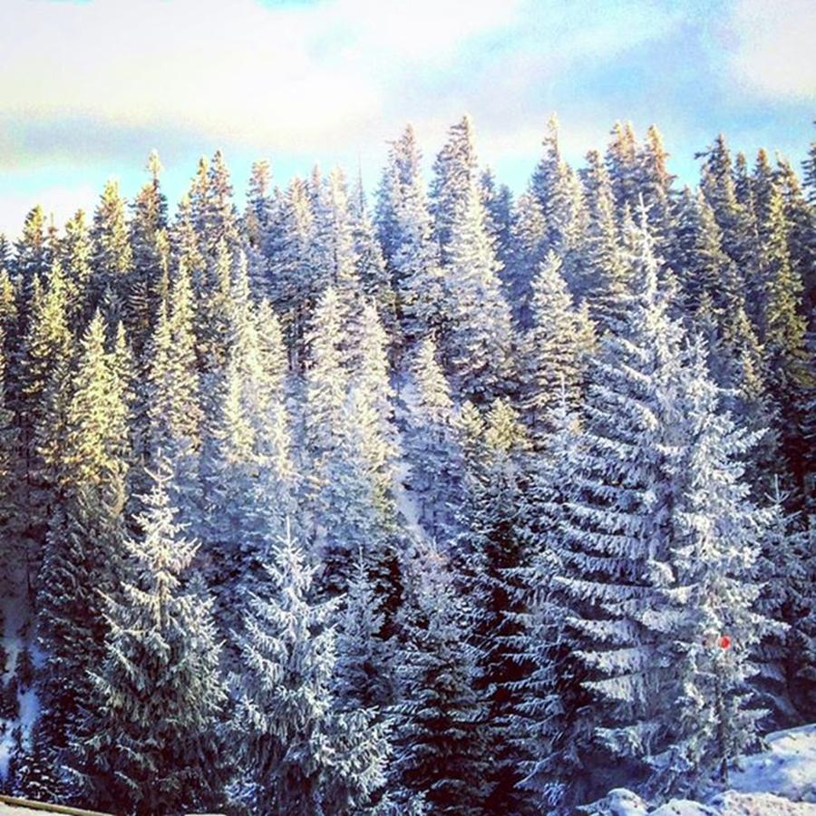 Tree Photograph - #snow #mount #forest #nature #winter #1 by Anastasiia Iatsyna