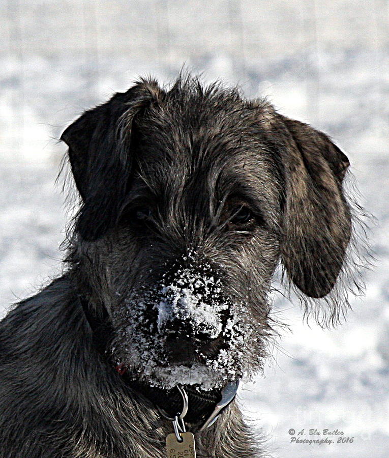 Dog Photograph - Snow Nose #1 by Ann Butler