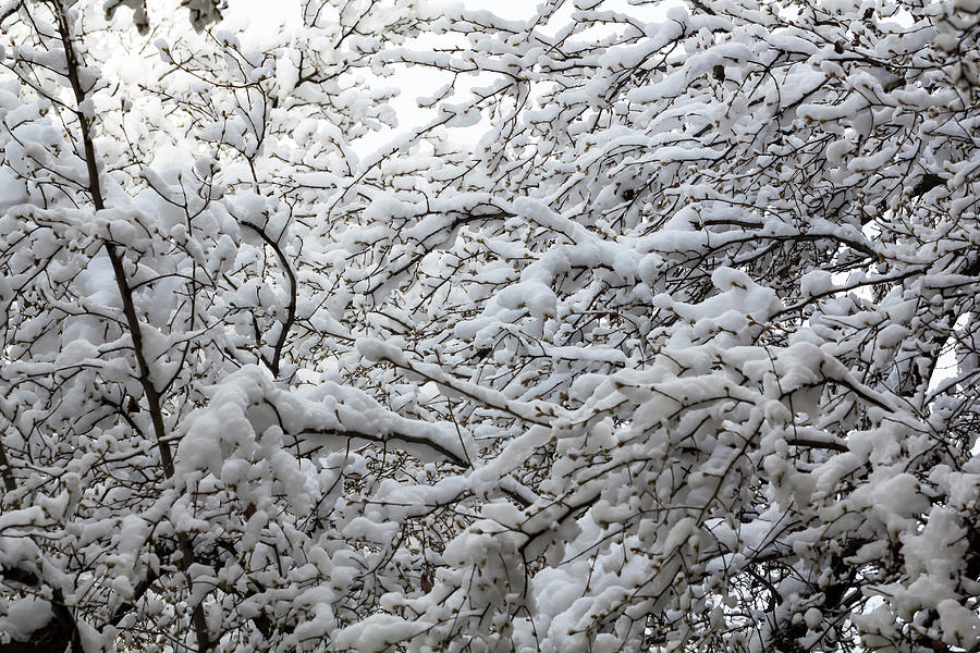 Snow on Branches #1 Photograph by Robert Ullmann