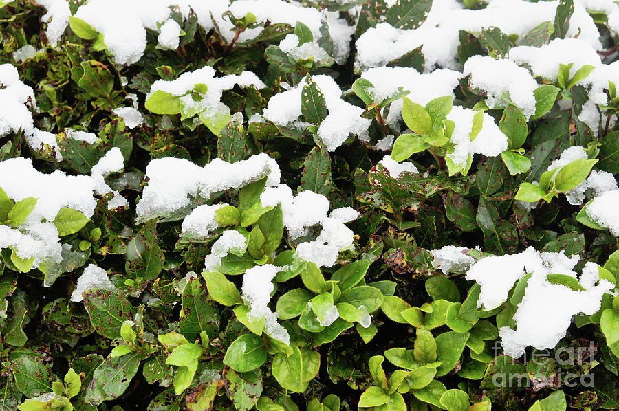 Snow on plant leaves #1 Photograph by Tom Gowanlock