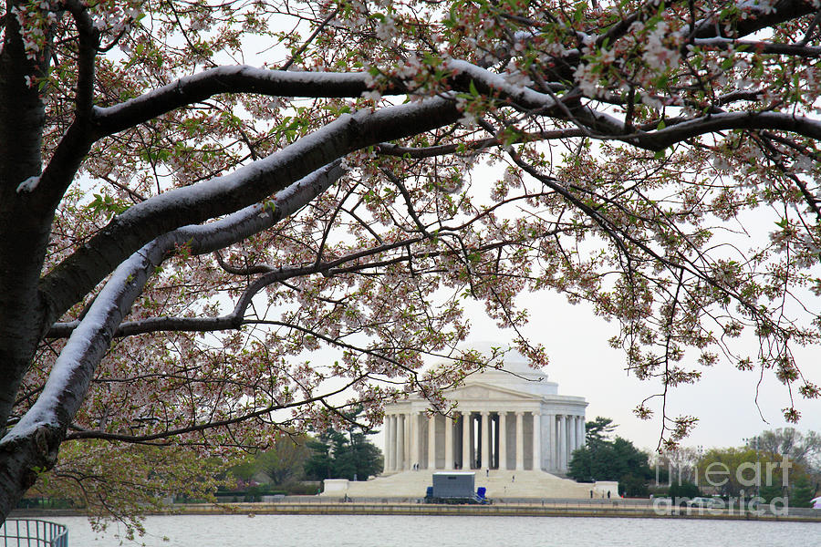 Snow on the Cherry Blossoms in Washington DC #1 Photograph by William Kuta