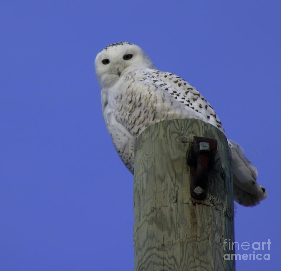Snow Owl #1 Photograph by Erick Schmidt