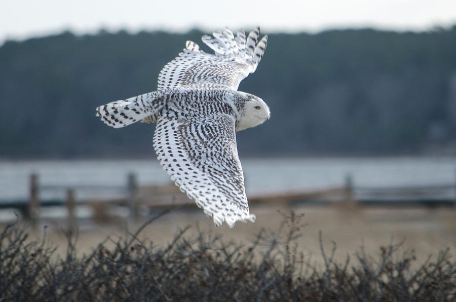 Snow Owl #1 Photograph by Steve Myrick